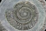 Dactylioceras Ammonite Fossil - England #84926-1